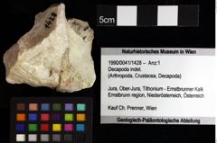 Foto (Objket + Etiketten) von Goniodromites sp. 